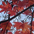 maple leaves turn red.jpg