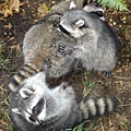 raccoon family.jpg