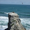 Muriwai Beach，岩石上都是海鷗.jpg