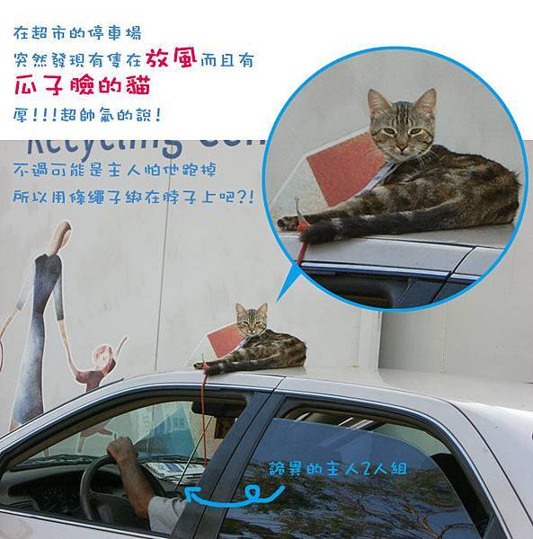 parking lot cat01.jpg
