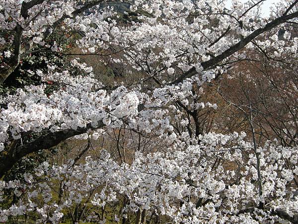 2011-Apr-京阪神 768.jpg