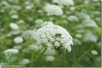 DSC00258_白雪花