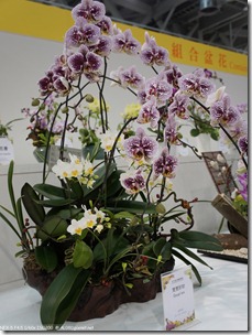 DSC00155_蘭花-雙雙對對