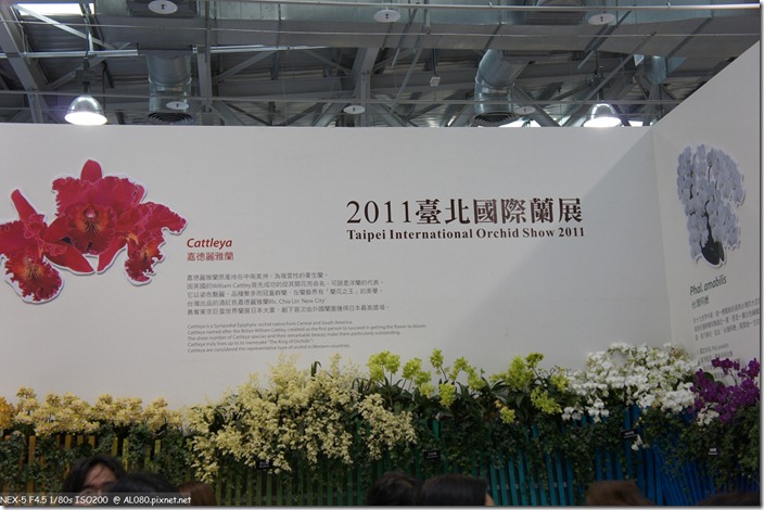 DSC00147_進爭艷館拍蘭花 DSC00147_進爭艷館拍蘭花