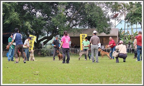 10月6日在鐶銶愛犬學校舉辦台灣高砂犬單獨展~