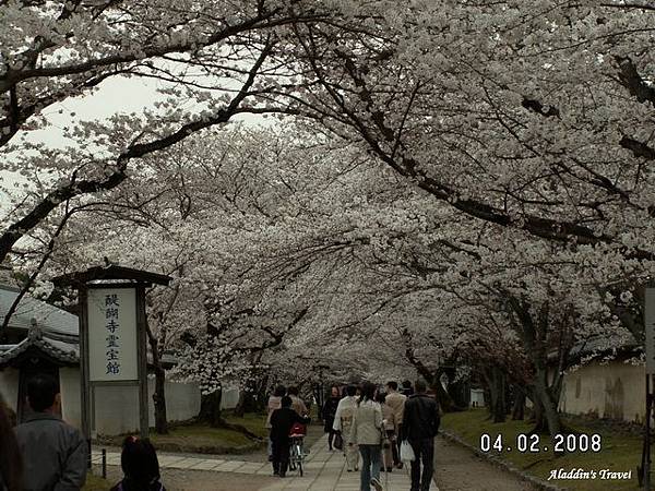 醍醐寺「靈寶館」前這條櫻花走廊氣勢驚人