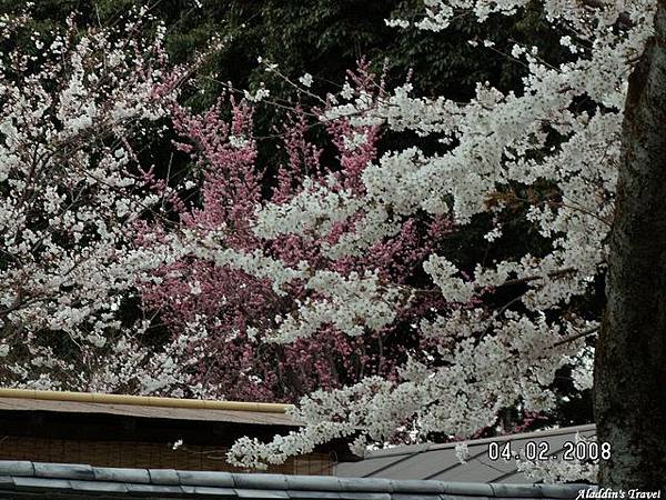 醍醐寺--不同品種、不同花色的櫻枝競艷，互別苗頭、各不相讓