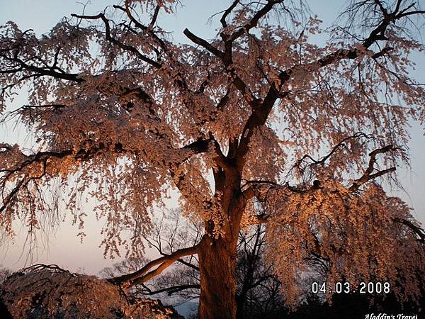 円山公園的鎮園之寶－「鳳凰夜櫻」