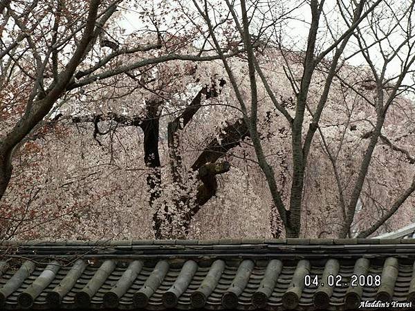 醍醐寺--雖然佛法無邊、院牆森嚴，依然關不住枝垂櫻滿園春色