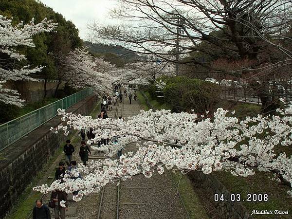 「蹴上傾斜鐵道櫻花」的經典場景，每個遊客都要從這個角度拍照，否則豈非白走一趟