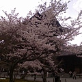 櫻花能遮擋住南禪寺「石川五衛」的鏡頭風采，可以想像這欉櫻樹有多大棵