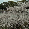 琵琶湖淨水場這一棵大櫻樹，櫻花盛開地像冠蓋一樣；欄杆外另外一棵也跟它尬開