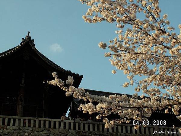 藍天白櫻伴著背光的古寺，獨不見簇擁的人群，是清水寺難得的幽邃畫面