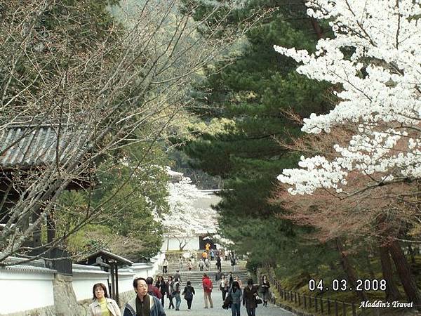 「南禪院」前的石板參道，青松白櫻，花木扶疏