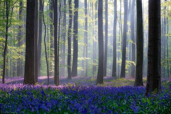 Bluebells-in-Hallerbos-Belgium-by-Adrian-Popan.jpg