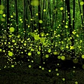 Fireflies-in-a-Japanese-forest.jpg