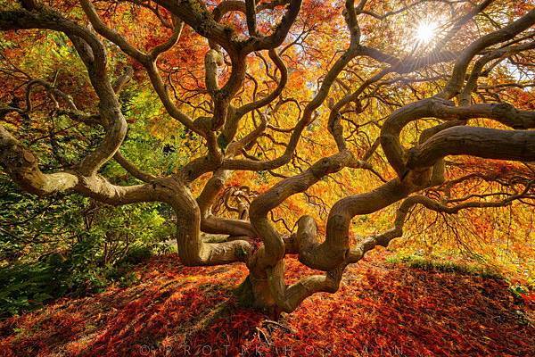 Japanese-Maple-Tree-Portland-Oregon.jpg