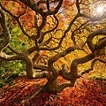 Japanese-Maple-Tree-Portland-Oregon.jpg