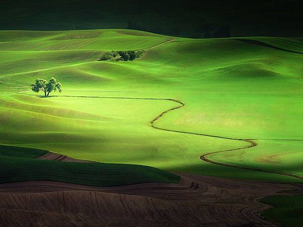 Lone-Tree-in-Washingtons-Palouse-Region.jpg