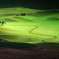 Lone-Tree-in-Washingtons-Palouse-Region.jpg