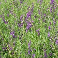 穌斯共有一大片不知名的紫花