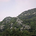 20115月土城桐花季 047.jpg