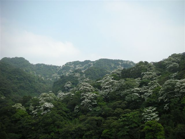 20115月土城桐花季 054.jpg