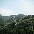 20115月土城桐花季 054.jpg