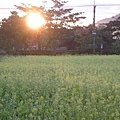 花東知性之旅20090127`３0 069.jpg