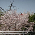 20090418黑部立山雪壁、白川鄉合掌村、北陸名湯６日湯 031.jpg