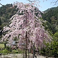 20090418黑部立山雪壁、白川鄉合掌村、北陸名湯６日湯 074.jpg