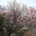 20090418黑部立山雪壁、白川鄉合掌村、北陸名湯６日湯 076.jpg