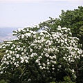 20115月土城桐花季 058.jpg