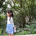 20115月土城桐花季 008.jpg