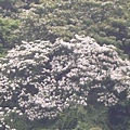 20115月土城桐花季 028.jpg