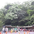 20115月土城桐花季 036.jpg