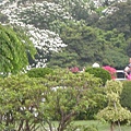 20115月土城桐花季 052.jpg