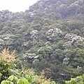 20115月土城桐花季 020.jpg