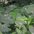 20115月土城桐花季 010.jpg