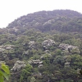 20115月土城桐花季 021.jpg