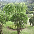 20115月土城桐花季 053.jpg