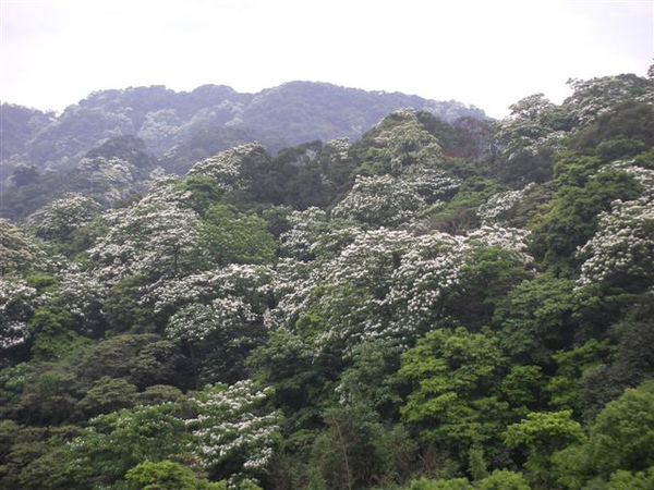 20115月土城桐花季 030.jpg