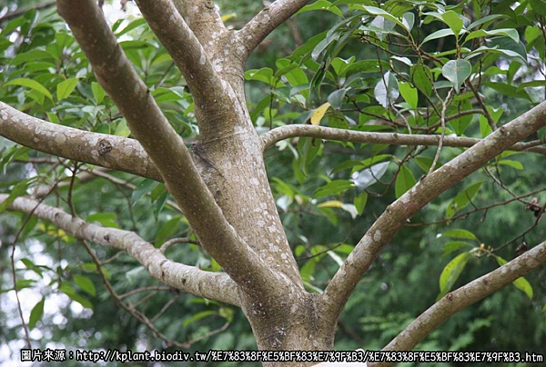 ︱🌱賽德克族傳統植物—烏心石︱