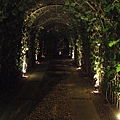 夜晚的綠色隧道