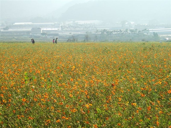 新社花海