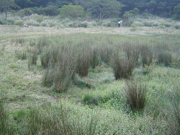 20061015爬爬團大屯山連峰行 011.jpg