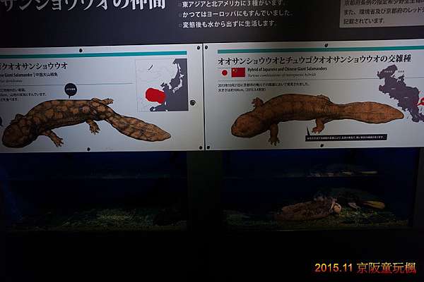 15 關西童玩楓 京都水族館 J 和a 的隨手亂記 痞客邦 15 關西童玩楓 京都水族館 J 和a 的隨手亂記 痞客邦