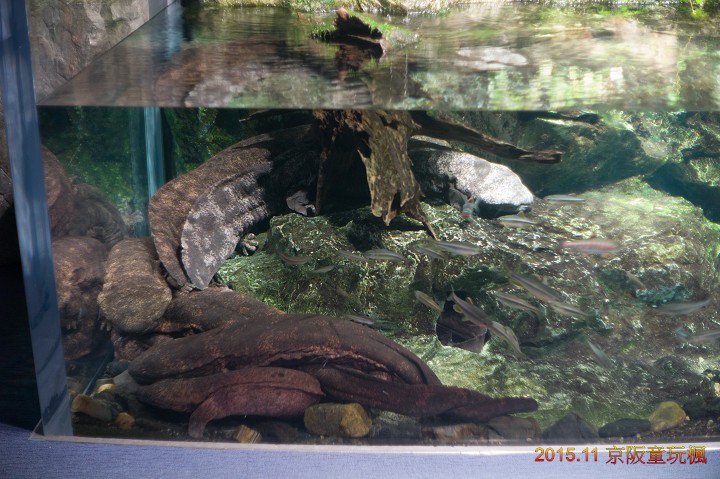15 關西童玩楓 京都水族館 J 和a 的隨手亂記 痞客邦 15 關西童玩楓 京都水族館 J 和a 的隨手亂記 痞客邦