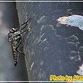 IMG_5000.jpg