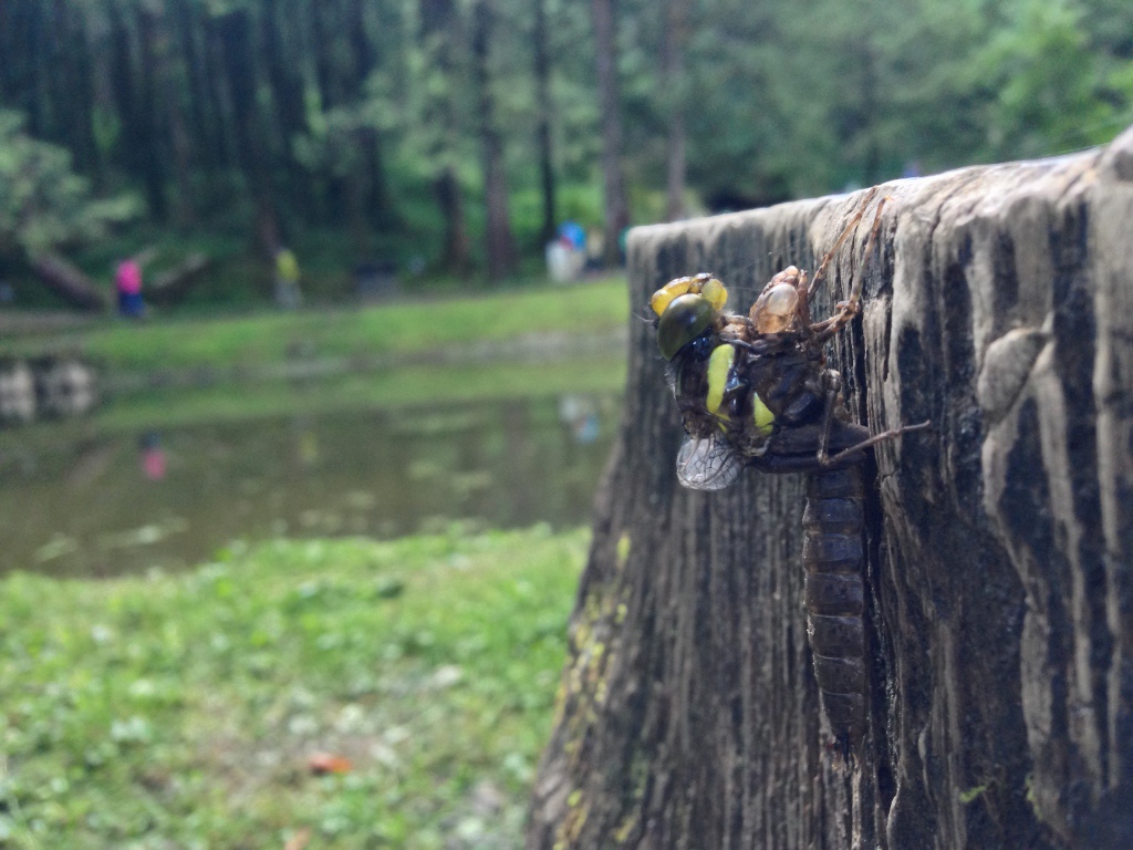 IMG_2153 (1024x768) IMG_2153 (1024x768)